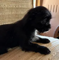 Lex, a male Japanese Chin and Yorkshire Terrier for sale in Albuquerque, NM – 6 of 10