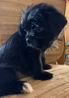 Lex, a male Japanese Chin and Yorkshire Terrier for sale in Albuquerque, NM – 10 of 10