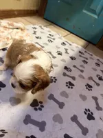 A K C  Sammie, a male Cavalier King Charles Spaniel for sale in Albuquerque, NM – 7 of 9