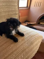 Trixie, a female Japanese Chin and Yorkshire Terrier for sale in Albuquerque, NM – 8 of 10