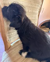 Lex, a male Japanese Chin and Yorkshire Terrier for sale in Albuquerque, NM – 8 of 10