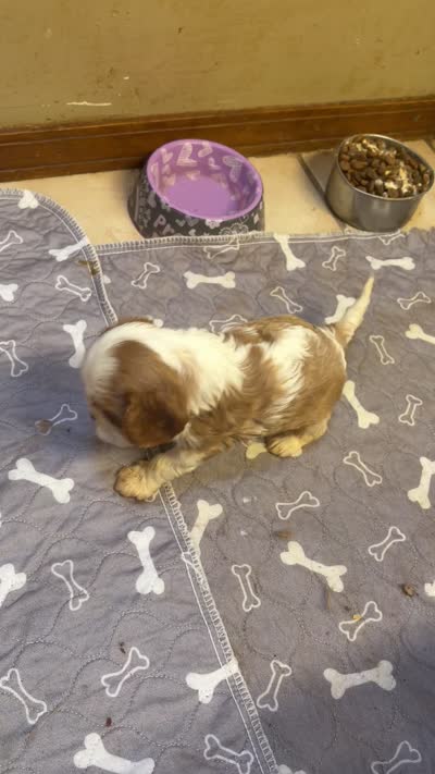 A K C  Sammie, a male Cavalier King Charles Spaniel for sale in Albuquerque, NM – 6 of 9