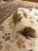 A K C  Harvey, a male Cavalier King Charles Spaniel for sale in Albuquerque, NM – 4 of 9