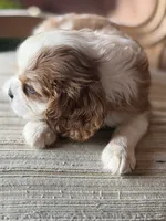 A K C  Larrie, a male Cavalier King Charles Spaniel for sale in Albuquerque, NM – 8 of 10
