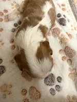 A K C  Harvey, a male Cavalier King Charles Spaniel for sale in Albuquerque, NM – 3 of 9