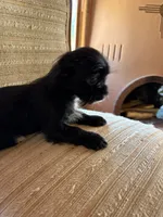 Trixie, a female Japanese Chin and Yorkshire Terrier for sale in Albuquerque, NM – 10 of 10