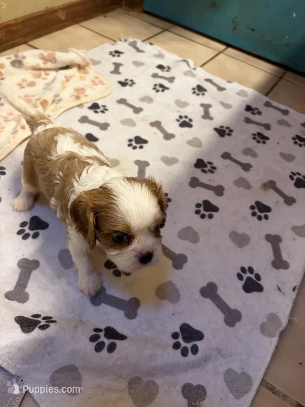 A K C  Sammie – Cavalier King Charles Spaniel puppy for sale in Albuquerque, NM