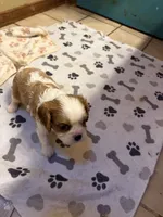 A K C  Sammie, a male Cavalier King Charles Spaniel for sale in Albuquerque, NM – 2 of 9