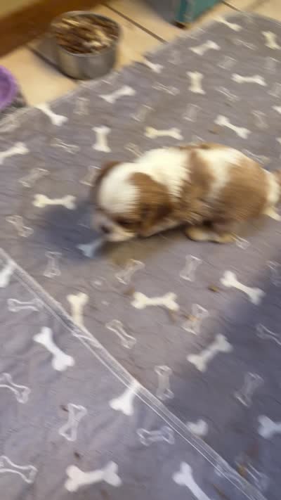 A K C  Sammie, a male Cavalier King Charles Spaniel for sale in Albuquerque, NM – 4 of 9