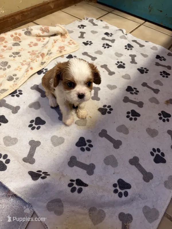 A K C  Sammie – Cavalier King Charles Spaniel puppy for sale in Albuquerque, NM