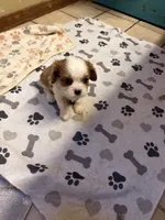 A K C  Sammie, a male Cavalier King Charles Spaniel for sale in Albuquerque, NM – 1 of 9