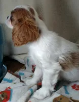 Unborn, a  Cavalier King Charles Spaniel for sale in Albuquerque, NM – Photo 2 of 2