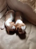 Unborn, a  Cavalier King Charles Spaniel for sale in Albuquerque, NM – Photo 1 of 2