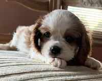 AKC Mitsie, a female Cavalier King Charles Spaniel for sale in Albuquerque, NM – 2 of 4