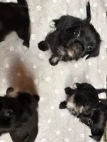 Trixie, a female Japanese Chin and Yorkshire Terrier for sale in Albuquerque, NM – 4 of 4