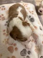 A K C  Harvey, a male Cavalier King Charles Spaniel for sale in Albuquerque, NM – 6 of 9