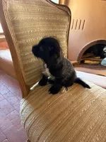 Sage, a female Japanese Chin and Yorkshire Terrier for sale in Albuquerque, NM – 8 of 9