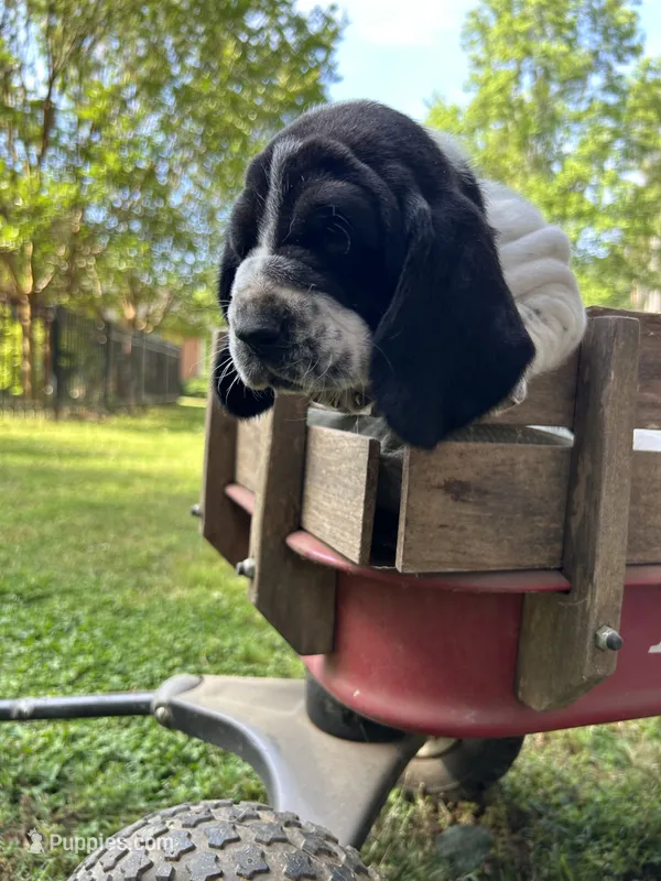 Navy Collar – Basset Hound puppy for sale in Summerville, GA