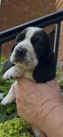 Burgundy Collar, a female Basset Hound for sale in Summerville, GA – 2 of 9