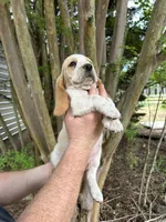 Bright Green collar, a male Basset Hound for sale in Summerville, GA – 5 of 10