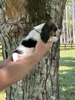 Dark Purple Collar, a female Basset Hound for sale in Summerville, GA – 2 of 8