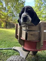 Navy Collar, a male Basset Hound for sale in Summerville, GA – 6 of 10