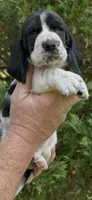 Teal Collar, a female Basset Hound for sale in Summerville, GA – 3 of 8
