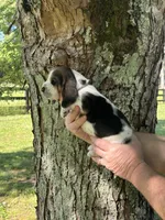 Dark Purple Collar, a female Basset Hound for sale in Summerville, GA – 3 of 8