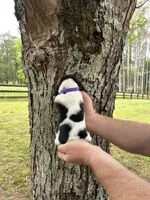 Dark Purple Collar, a female Basset Hound for sale in Summerville, GA – Photo 4 of 8
