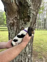 Dark Purple Collar, a female Basset Hound for sale in Summerville, GA – Photo 3 of 8