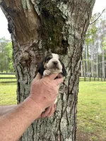 Dark Purple Collar, a female Basset Hound for sale in Summerville, GA – Photo 1 of 8