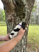 Dark Purple Collar, a female Basset Hound for sale in Summerville, GA – Photo 2 of 8