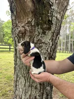 Dark Purple Collar, a female Basset Hound for sale in Summerville, GA – Photo 5 of 8