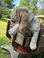 Pink collar, a female Basset Hound for sale in Summerville, GA – 3 of 9