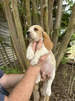 Bright Green collar, a male Basset Hound for sale in Summerville, GA – 7 of 10