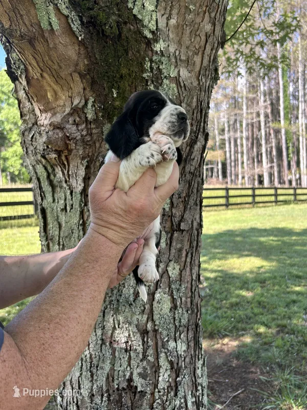 Navy Collar – Basset Hound puppy for sale in Summerville, GA