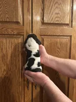 Brown collar, a male Basset Hound for sale in Summerville, GA – Photo 3 of 6