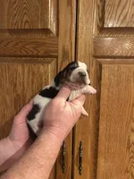 Brown collar, a male Basset Hound for sale in Summerville, GA – Photo 2 of 6