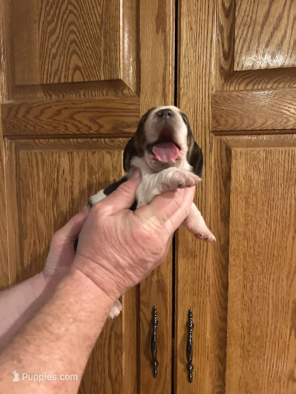 Brown collar – Basset Hound puppy for sale in Summerville, GA