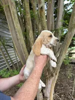 Bright Green collar, a male Basset Hound for sale in Summerville, GA – 3 of 10