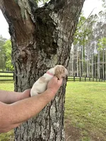 Pink collar, a female Basset Hound for sale in Summerville, GA – Photo 5 of 8