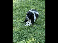 Pink collar, a female Basset Hound for sale in Summerville, GA – Photo 8 of 8