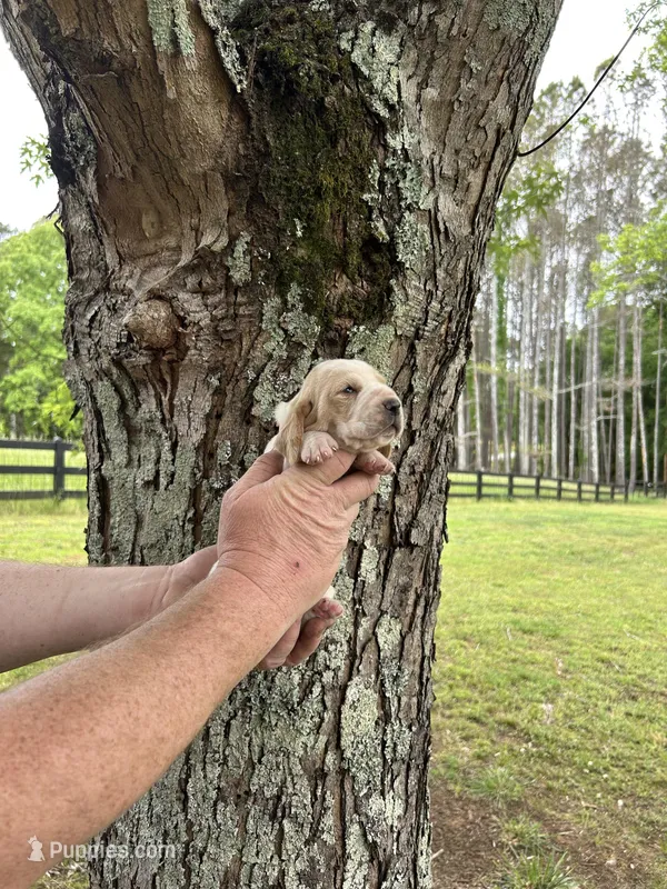 Pink collar – Basset Hound puppy for sale in Summerville, GA