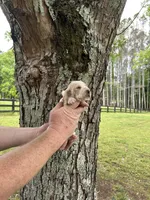 Pink collar, a female Basset Hound for sale in Summerville, GA – Photo 1 of 8