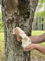 Pink collar, a female Basset Hound for sale in Summerville, GA – Photo 3 of 8