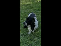 Pink collar, a female Basset Hound for sale in Summerville, GA – Photo 6 of 8