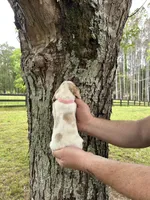 Pink collar, a female Basset Hound for sale in Summerville, GA – Photo 4 of 8