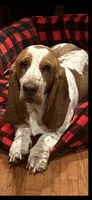 Pink collar, a female Basset Hound for sale in Summerville, GA – Photo 7 of 8