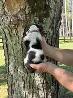 Dark Purple Collar, a female Basset Hound for sale in Summerville, GA – 4 of 8