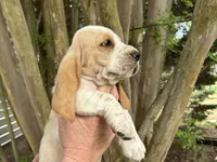 Bright Green collar, a male Basset Hound for sale in Summerville, GA – 2 of 10